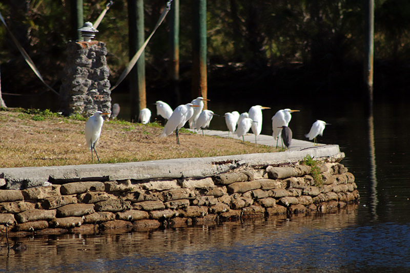 Birds of a feathe