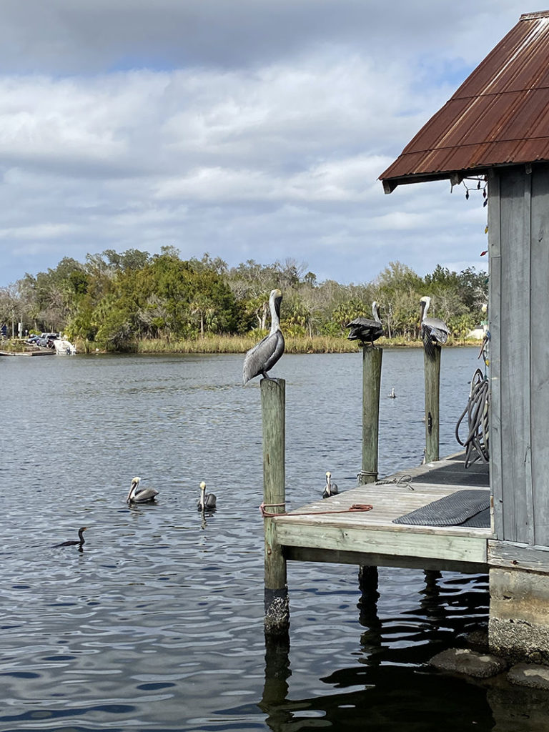 pelicans