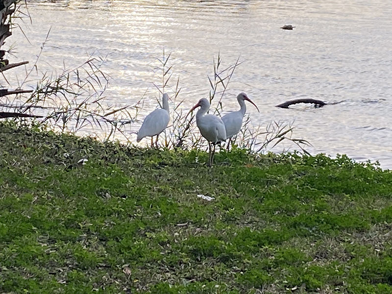 ibis