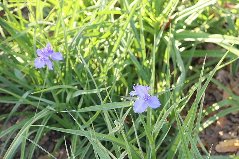 spider wort