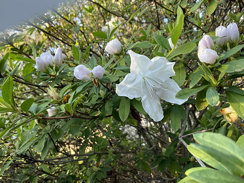 azalea