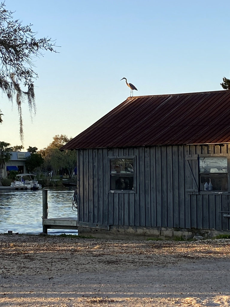 blue heron on seafood market