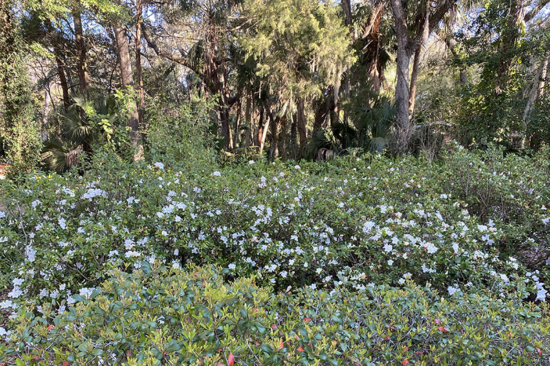 azaleas