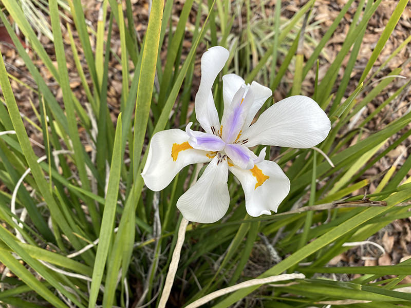 African Iris