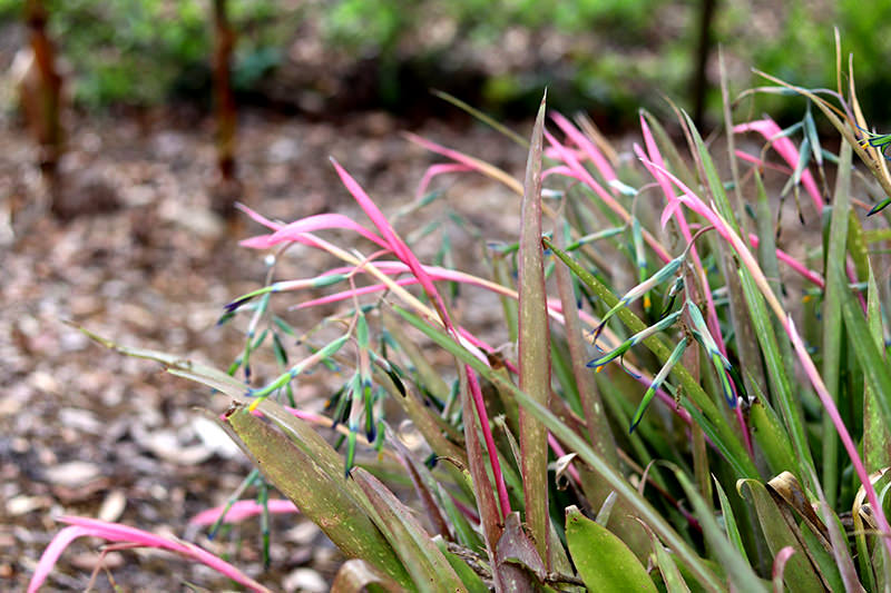 Queen’s tears bromeliad