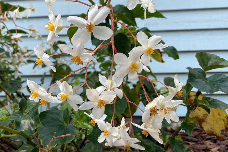 begonias