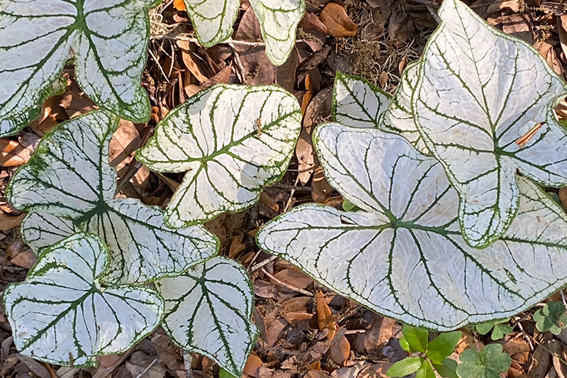 caladium