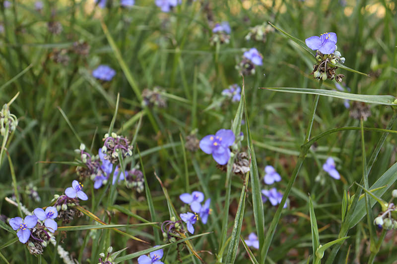 spiderwort