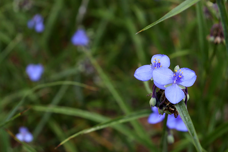 spiderwort