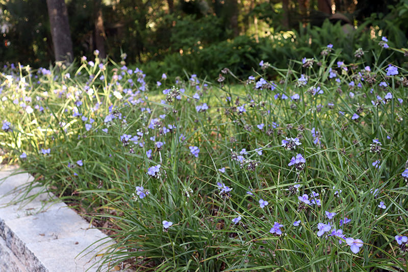 spiderwort