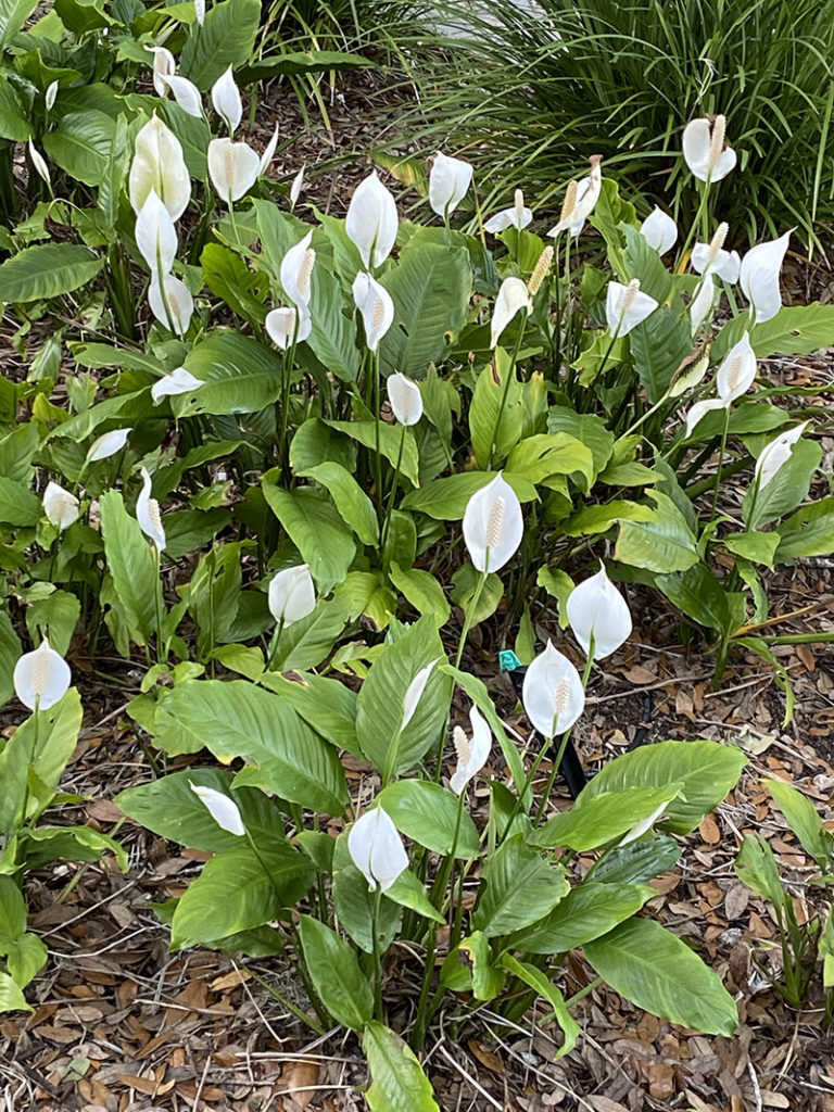Peace lilies