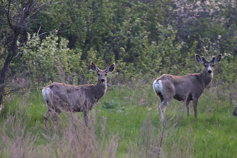 mule deer