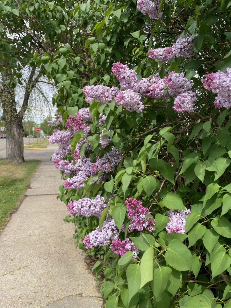 today in Garrison